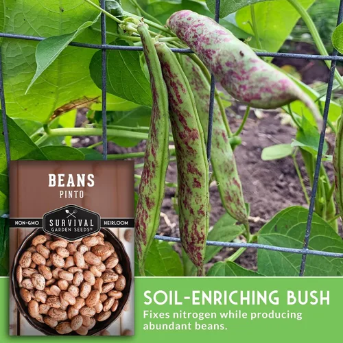 Vista 4 de Semillas de frijol Pinto para plantar, frijoles secos de reliquia, variedad de arbustos de alto rendimiento, cultivo alimenticio rico en proteínas