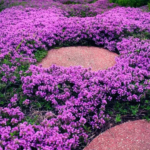 Vista 2 de Semillas de tomillo rastrero para plantar, más de 20000 semillas de tomillo rastrero moradas mágicas reliquia sin OMG planta de cobertura del suelo