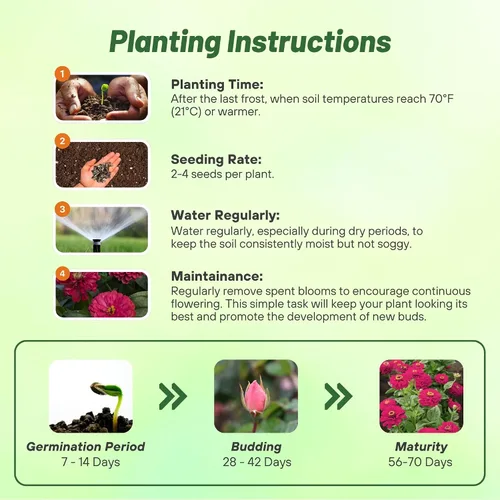 Vista 4 de Outsidepride - Zinnia Elegans, 1000 semillas anuales, Dahlia Cherry, flores para plantar, color cereza