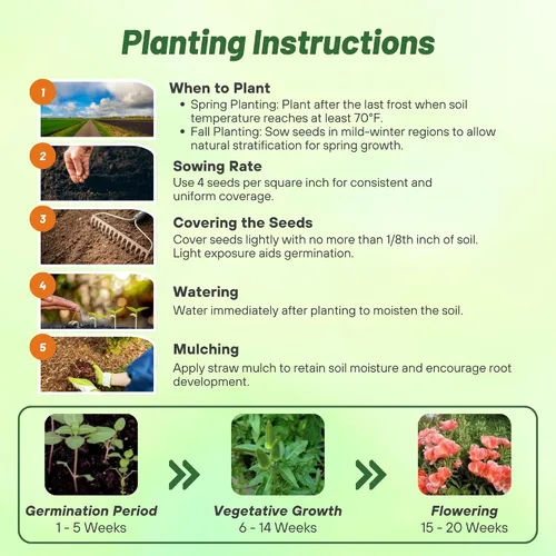 Vista 4 de Outsidepride 5000 semillas anuales Godetia Orange Glory Flower Seeds para plantar