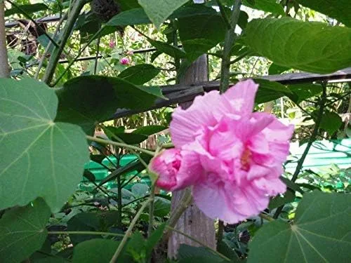 Vista 5 de Semillas de Rosa Confederadas Doble Rosa Muy Hermosas y Resistentes(25 - Semillas)