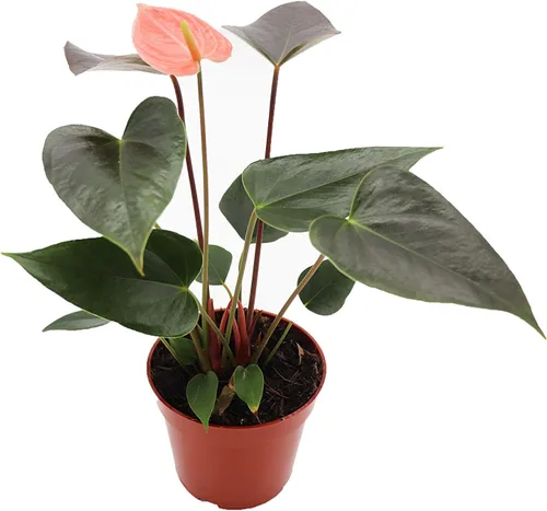Vista 3 de Anthurium rosa - 4" de California Tropicals