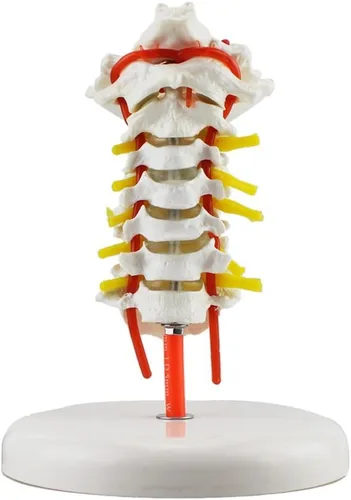 Vista 2 de Vértebra cervical Arteria Columna Espinal Nervios Espinales Modelo Anatómico Anatomía Nuevo