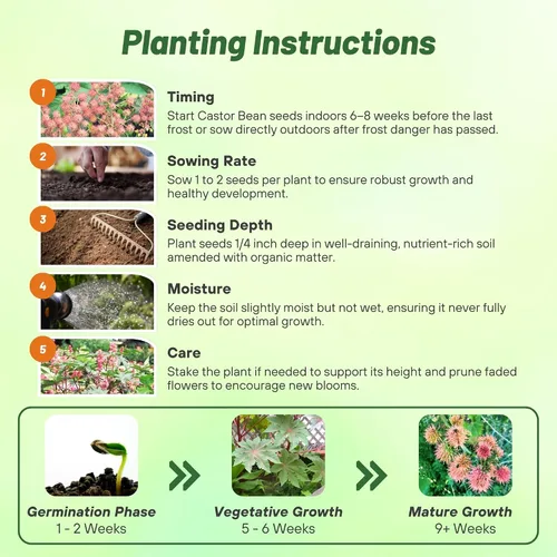 Vista 4 de Outsidepride Semillas de ricino rosa brillante, 15 semillas anuales de flores tropicales de crecimiento rápido para plantar follaje vibrante