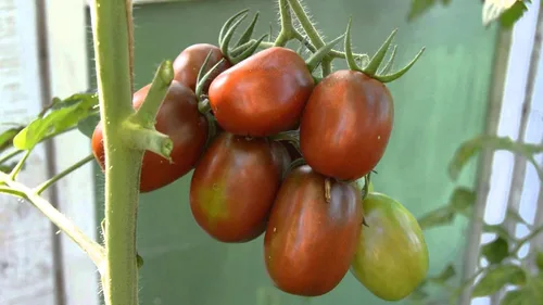 Vista 4 de Semillas Verduras Tomate Negro De Barao - 40 Semillas