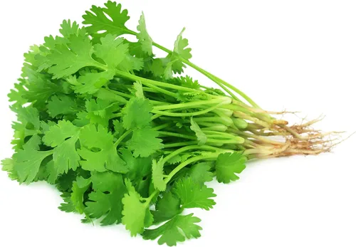 Vista 7 de Más de 500 semillas de cilantro para plantar - Semillas de hierbas autóctonas sin OMG cultivadas en EE. UU. en embalaje protector premium - También