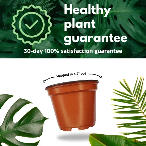 Vista 9 de BubbleBlooms Peperomia Obtusifolia - Planta de mármol verde en maceta de goma de 2 pulgadas con hoja de cuchara pequeña