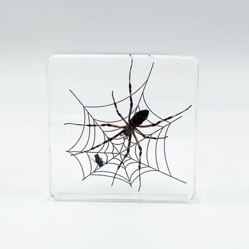 Vista 11 de Muestras de pulpo reales en manualidades de pisapapeles de resina, colección de taxidermia de animales para educación científica y adorno