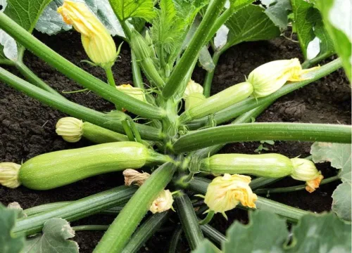 Vista 3 de Semillas Calabacín Bush King 35 Días - Vegetal de reliquia - Libre de OGM