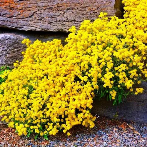 Vista 5 de 2000+ Mix Creeping Thyme Seeds Ground Cover 4 Lavanda Púrpura, Rojo, Amarillo