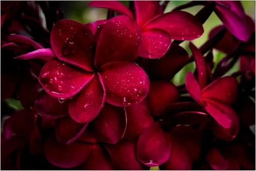Vista 4 de 4 Pk Hawaiian Red Plumeria Frangipani Planta de esquejes - Descuento Hawaiiangifts