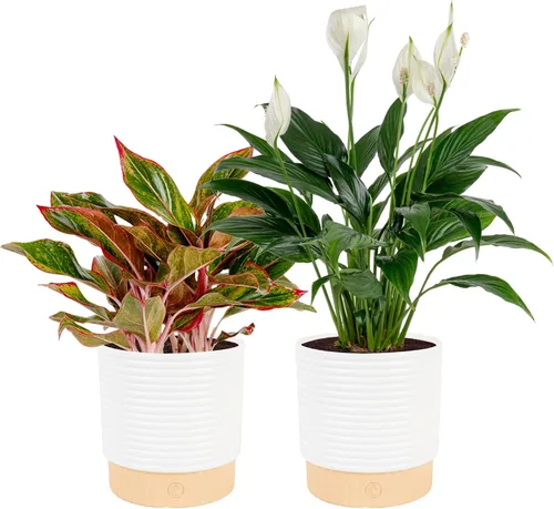Vista 19 de Costa Farms - Lirio de paz Spathiphyllum, planta viva