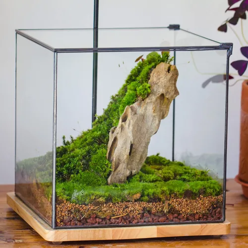 Vista 6 de NCYP Terrario de cristal cerrado con tapa, 10 x 10 x 10 pulgadas, maceta cuadrada negra de vidrio para suculentas, paisaje de mesa para el hogar