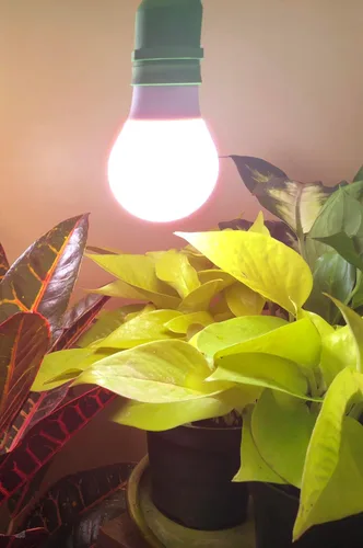 Vista 2 de Miracle LED Bombilla profesional de cultivo interior de 6.5 KK – Espectro rojo de 6500 K que reemplaza bombillas de cultivo de 150 W para verduras