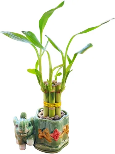 Vista 7 de Coop & Harp - Planta pequeña de bambú de la suerte para interior con jarrón de cerámica, bambú de la suerte vivo para interiores, para el hogar