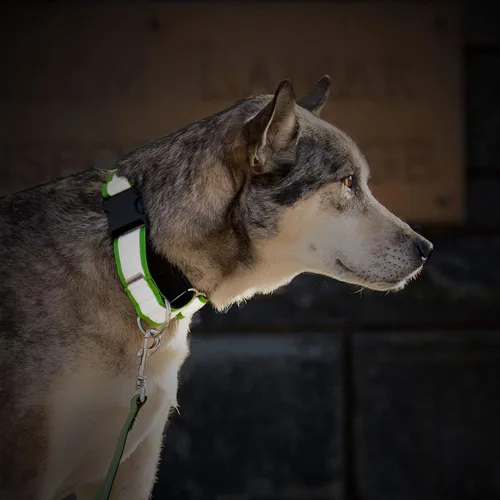 Vista 5 de If It Barks - Collar Martingala reflectante de 1.5 pulgadas con hebilla a presión rápida para perros - Ajustable - Fabricado en Estados Unidos