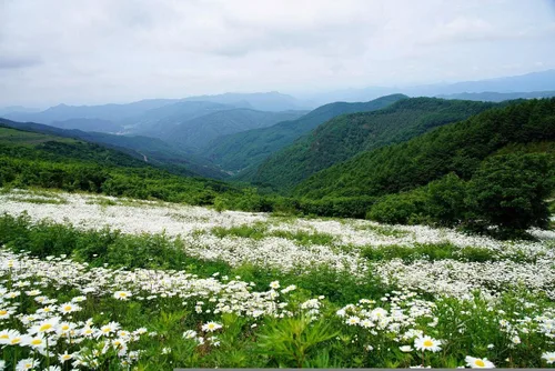 Vista 2 de Juego de 50 paquetes de semillas de margarita Shasta, semillas de flores a granel, 50 paquetes individuales (50, margarita Shasta)