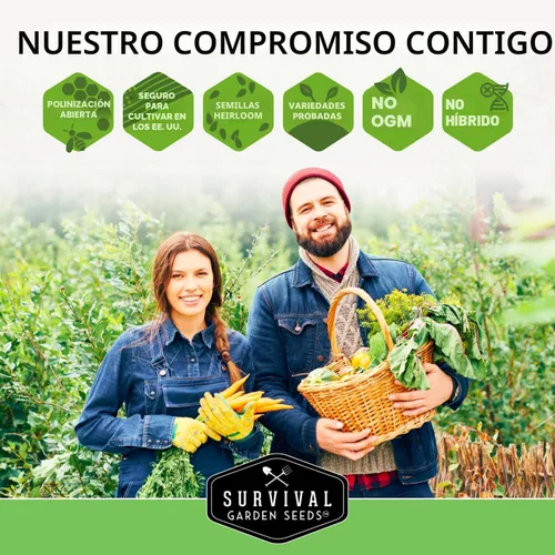 Vista 8 de Semillas de sandía tricolor para plantar – Mezcla autóctona de Crimson Sweet, Yellow Petite y Tendersweet Orange – Paquete de 3 variedades