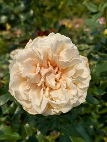 Vista 3 de Heirloom Roses Rose Plant - Apricot Candy™ Apricot Rose Bush, Té híbrido Planta viva para plantar al aire libre