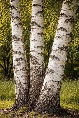 Vista 2 de Árbol de abedul de papel (Betula papyrifera) Árboles vivos Árbol icónico de paisaje de corteza blanca Árbol de sombra ornamental resistente al