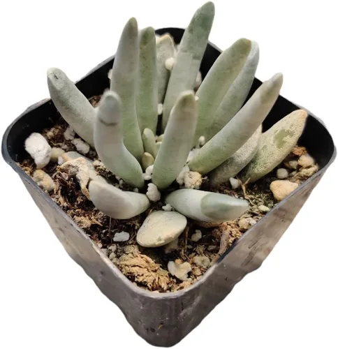 Vista 20 de Plantas de cactus suculentas vivas de USKC (maceta de 2 pulgadas) (Adromischus Maculatus)