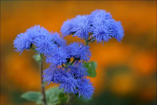Vista 3 de Ageratum Blue Ageratum houstonianum - Semillas de jardín de visón azul para plantar más de 400 semillas