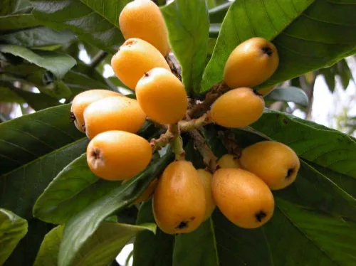 Vista 2 de Planta de plántulas de árbol frutal de LOQUAT de ciruela japonesa suculenta dulce