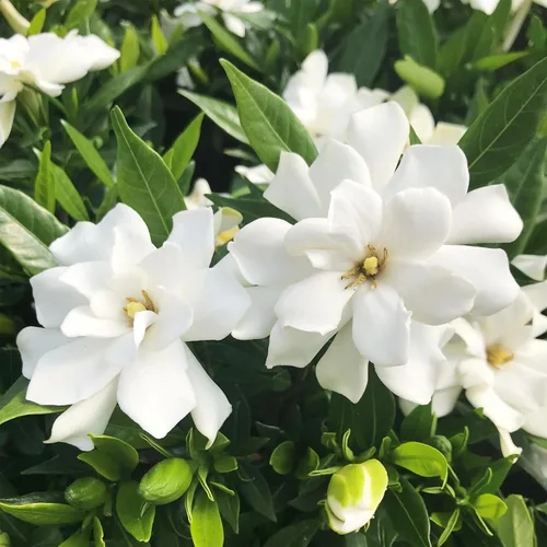 Vista 3 de Más de 200 semillas de flores de Gardenia para plantar al aire libre, perenne, capa de jazmín, flores fragantes, plantas, hogar, jardín, bonsái
