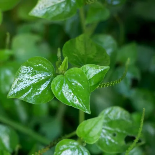 Vista 3 de 2000 Rau Cang Cua Arbusto Brillante Garra De Cangrejo Hierba Peperomia Pellucida Semillas Plantación Adornos Jardín Perenne Fácil de Cultivar