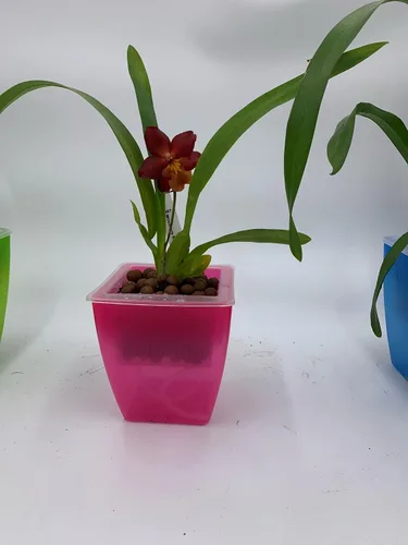 Vista 5 de Macetero de plástico para orquídeas, 3 macetas de orquídeas con agujeros, red de malla, macetas para decoración del hogar, 3 cestas interiores y 3