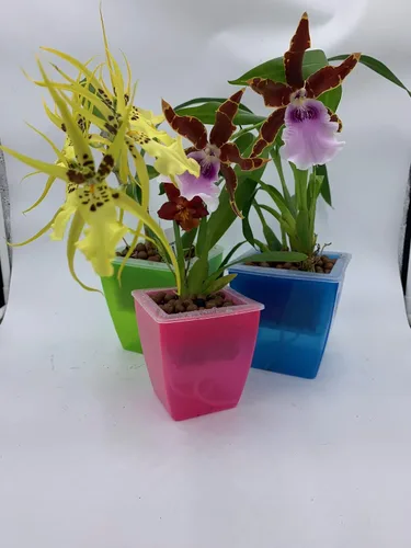 Vista 3 de Macetero de plástico para orquídeas, 3 macetas de orquídeas con agujeros, red de malla, macetas para decoración del hogar, 3 cestas interiores y 3