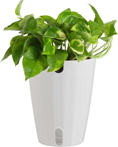Vista 13 de Costa Farms – Planta de Pothos Albo Variegado viva en maceta auto-regante, purificadora de aire para interior, perfecta para decoración del hogar