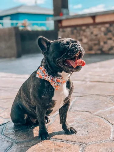 Vista 5 de Unique style paws - Collar para perros con corbatín, collar ajustable para perros y gatos, pequeño, mediano y grande