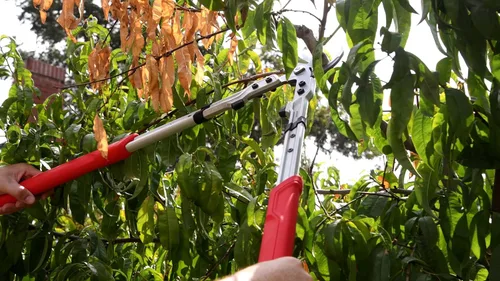 Vista 2 de Corona X Series Pro - Lopper de derivación de 2-1/4 pulgadas