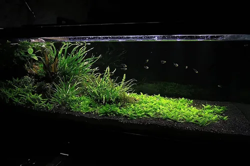 Vista 6 de Ultum Nature Systems Controsoil - Sustrato de suelo acuático de agua dulce para peces, camarones, propagación de plantas vivas y paisajismo acuático