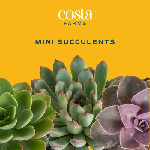 Vista 2 de Costa Farms Mini suculentas, planta de interior viva, fácil cuidado Cesta colgante maceta suculenta