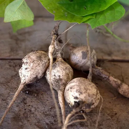 Vista 3 de CHUXAY GARDEN Semillas de jícama, 100 semillas comestibles de nabo mexicano de reliquia, cultivo alimentario sin OMG, semillas de supervivencia