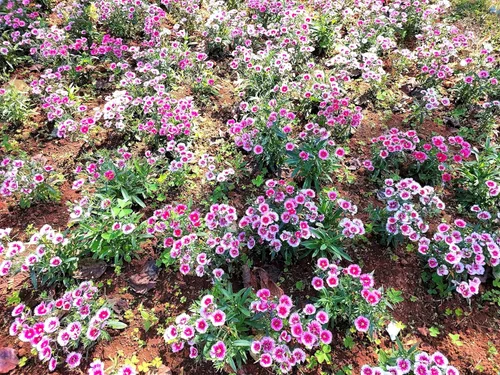 Vista 7 de 500 Pinks chinos mezclados China Rainbow Pink Dianthus Chinensis Semillas de flores bicolor