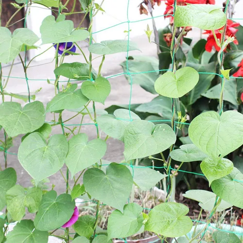 Vista 4 de Asdomo Red de enrejado para plantas de vid, red de soporte para plantas trepadoras, frutas, vid, verduras, flores y vegetales, red de jardín