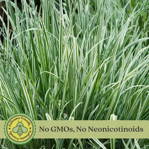 Vista 3 de Clovers Garden Festuca azul (Festuca Elijah Blue) - Dos (2) plantas vivas - Sin OMG - Sin semillas - Cada una de 4 a 8 pulgadas de alto - en macetas