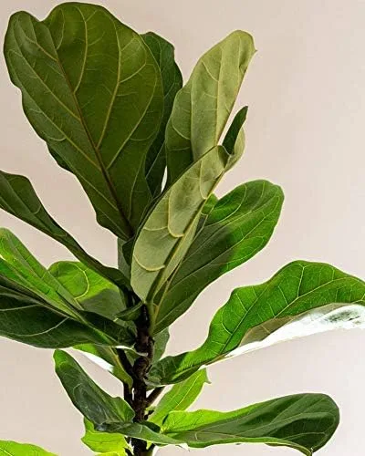Vista 2 de 1 Ficus lyrata, planta viva de higuera de hoja de violín #TMB137