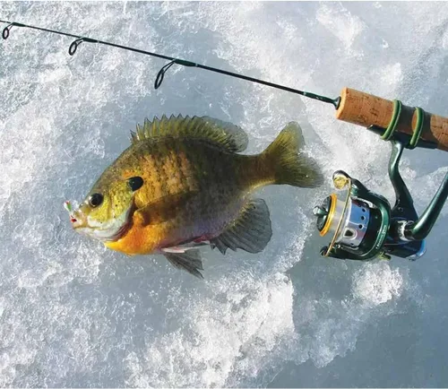 Vista 4 de Plantillas de pesca en hielo con brillo UV de tungsteno, paquete de 30 ninfas de hielo, caja de aparejos gratis, incluida 0.157 in 1.1 gm #10