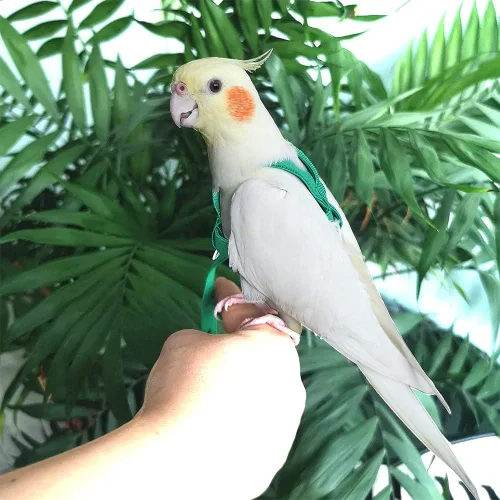 Vista 4 de Arnés ajustable para pájaros y correa para cacatúas de galah de amazonas amarillas Loros de razas pequeñas a medianas, se adapta a cofres