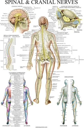 Vista 6 de Palace Learning Paquete de 2 pósteres de anatomía de nervios espinales y sistema nervioso, juego de 2 gráficos anatómicos, columna