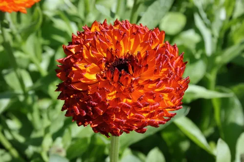 Vista 8 de 500 Colores Mezclados Fancy Mix Pot Caléndula Caléndula Officinalis Semillas De Flor