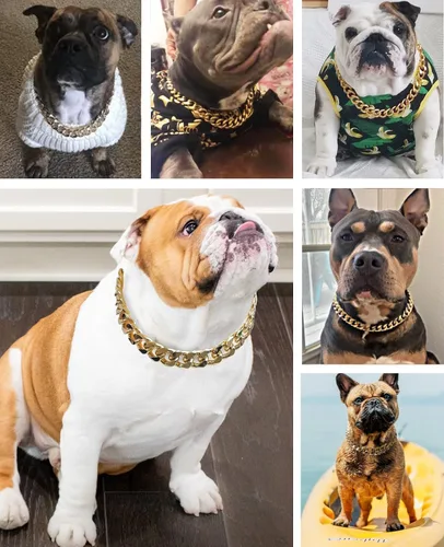 Vista 6 de Collar de perro de cadena dorada – Collar de perro de eslabones cubanos de metal de 7/8 pulgadas de ancho con cinturón de cuero, ligero protege