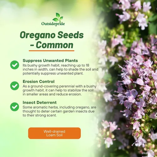 Vista 3 de Outsidepride Semillas de orégano comunes – 1/2 oz. Semillas de hierbas perennes, aromáticas fáciles de cultivar para uso culinario, sabrosos