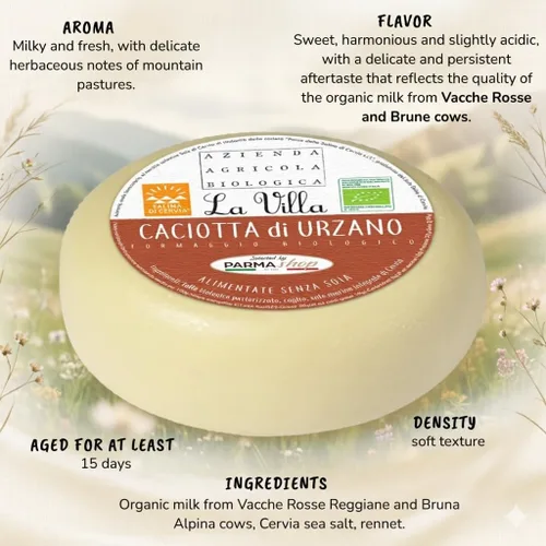Vista 2 de Queso Caciotta ecológico di Urzano - Producto de montaña - Italia - Milk Vacche Rosse/Brune