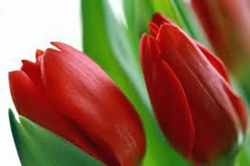 Vista 3 de Paquete de 20 bulbos de tulipán, impresión roja, bulbos de tulipán perennes de color rojo brillante puro, flores rojas