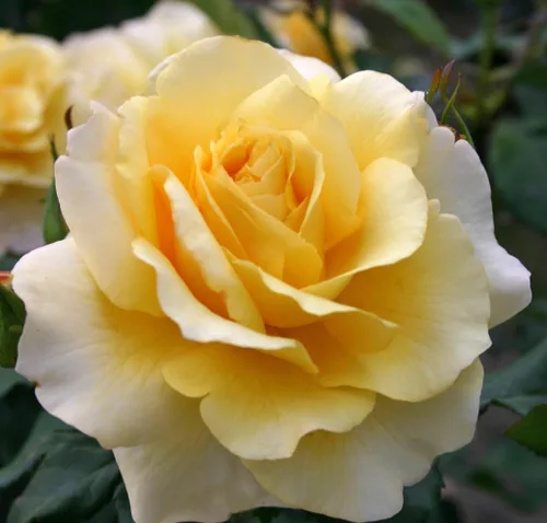 Vista 14 de Rosas resistentes de reliquia, planta de raíz propia, Hawkeye Belle Blanco cremoso con bordes rosados